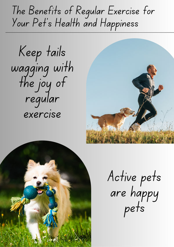 The Benefits of Regular Exercise for Your Pet's Health and Happiness