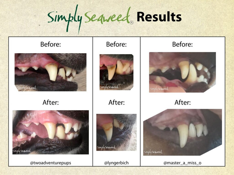 Simply Seaweed Dental Supplement